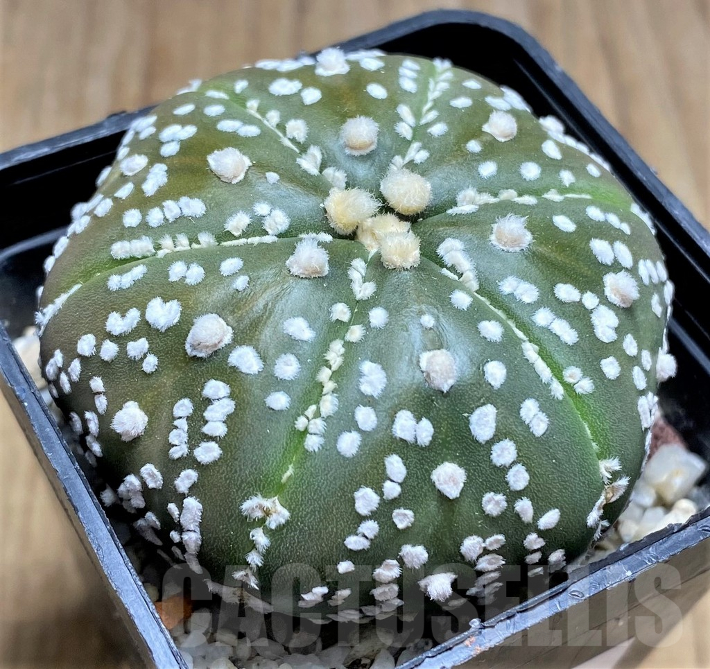 SHPR30027 Astrophytum asterias 'Super Kabuto' hybrid, 6 ribs - Image 2