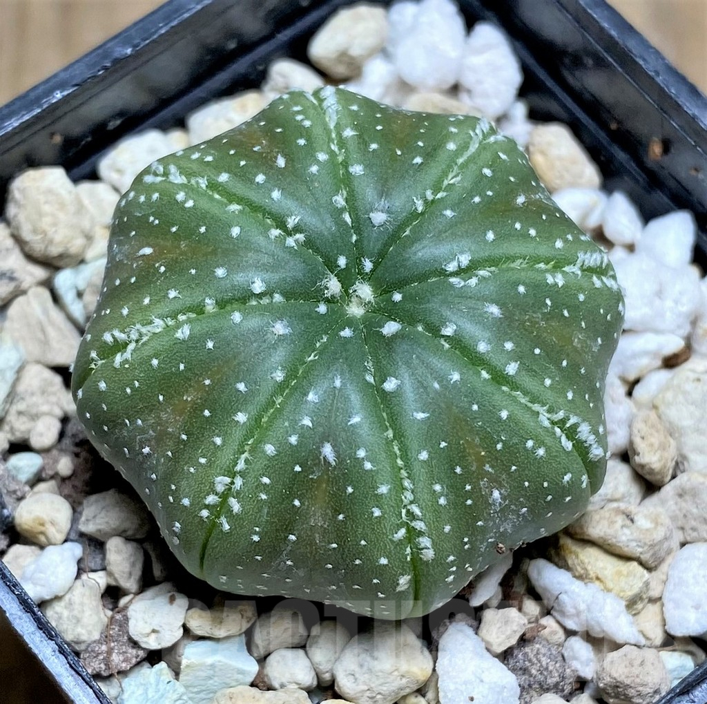 SHPR30028 Astrophytum asterias 'Star shape'