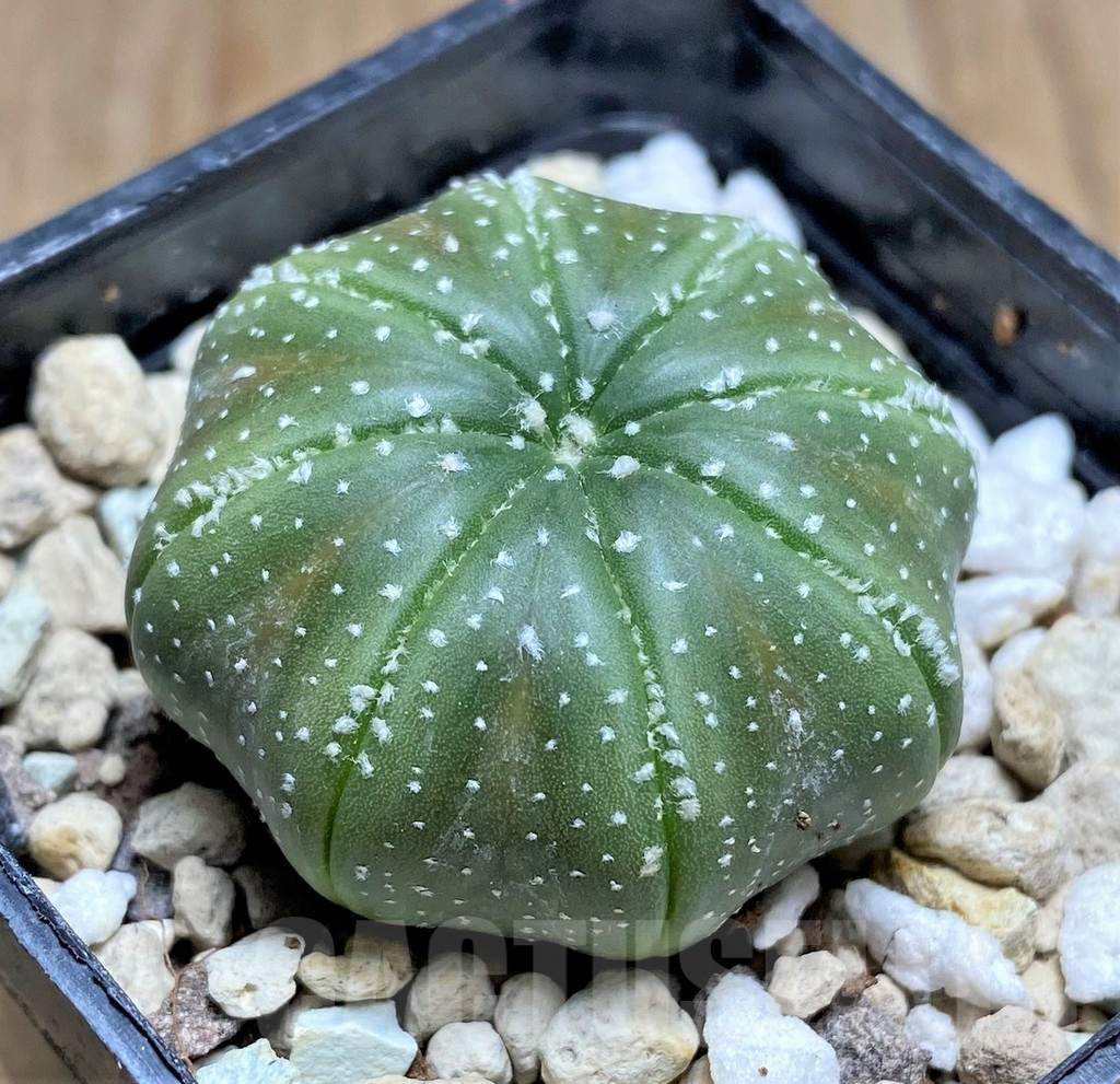 SHPR30028 Astrophytum asterias 'Star shape' - Image 2