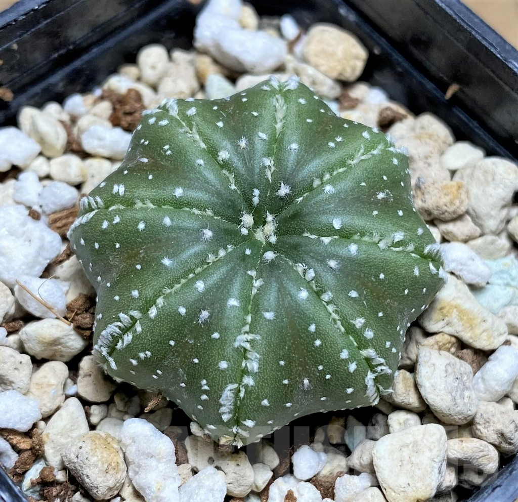 SHPR30029 Astrophytum asterias 'Star shape'