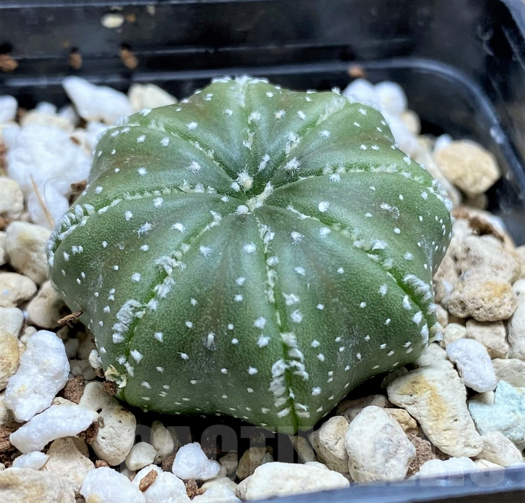 SHPR30029 Astrophytum asterias 'Star shape' - Зображення 2