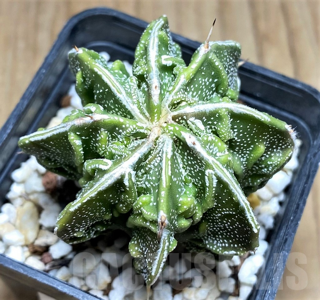SHPR30030 Astrophytum ornatum 'Fukuryu' - Image 2