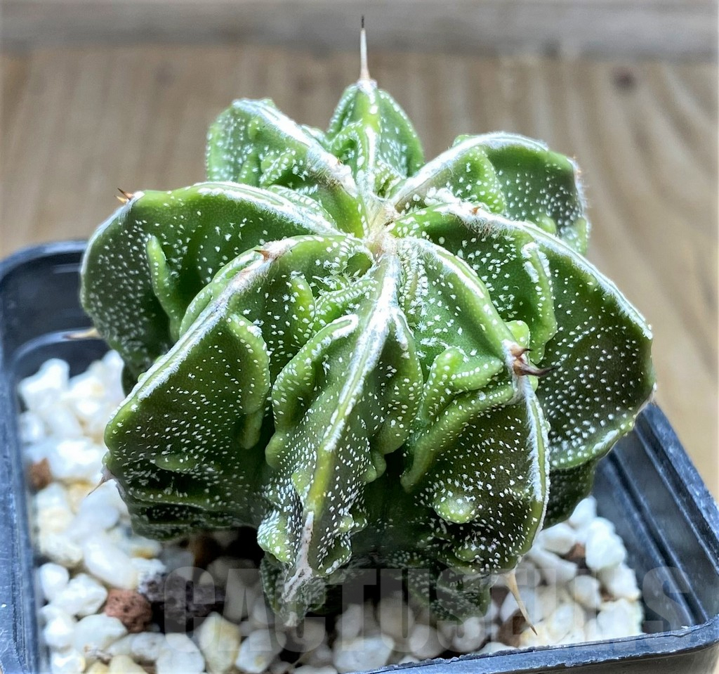 SHPR30030 Astrophytum ornatum 'Fukuryu'