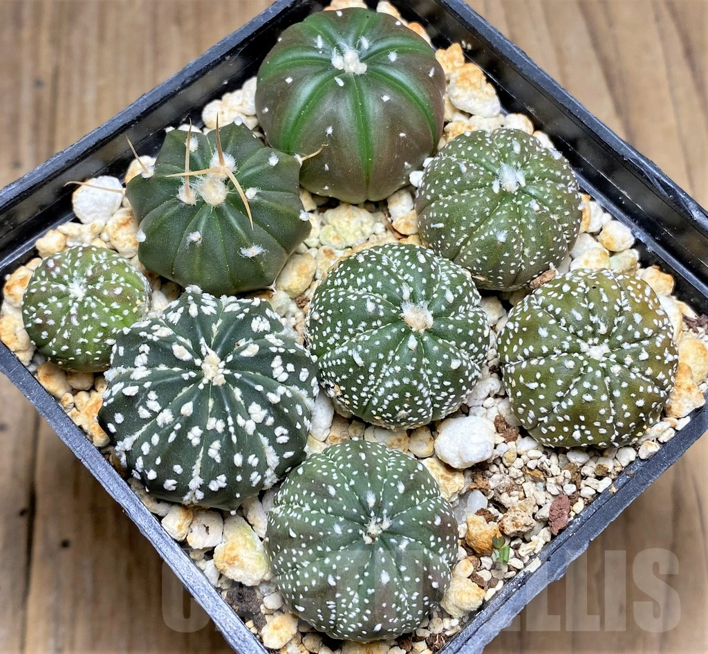SHPR30031 Astrophytum asterias hybrid mix, 8 plants