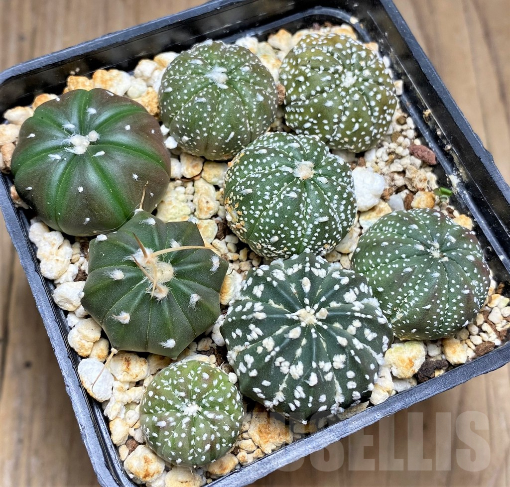 SHPR30031 Astrophytum asterias hybrid mix, 8 plants - Image 2