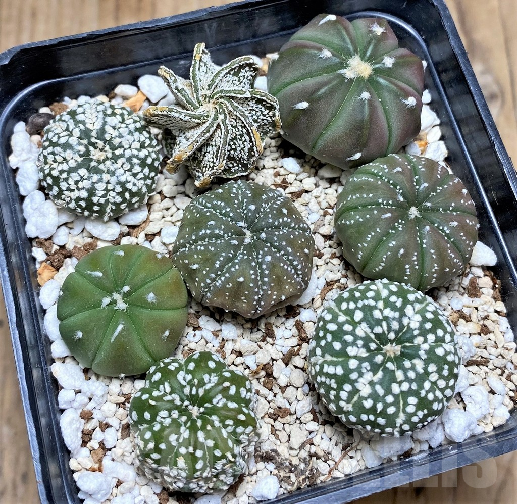 SHPR30032 Astrophytum asterias hybrid mix, 8 plants