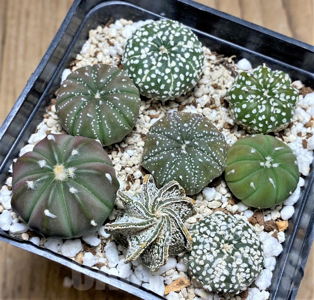 SHPR30032 Astrophytum asterias hybrid mix, 8 plants - Obrázek 2
