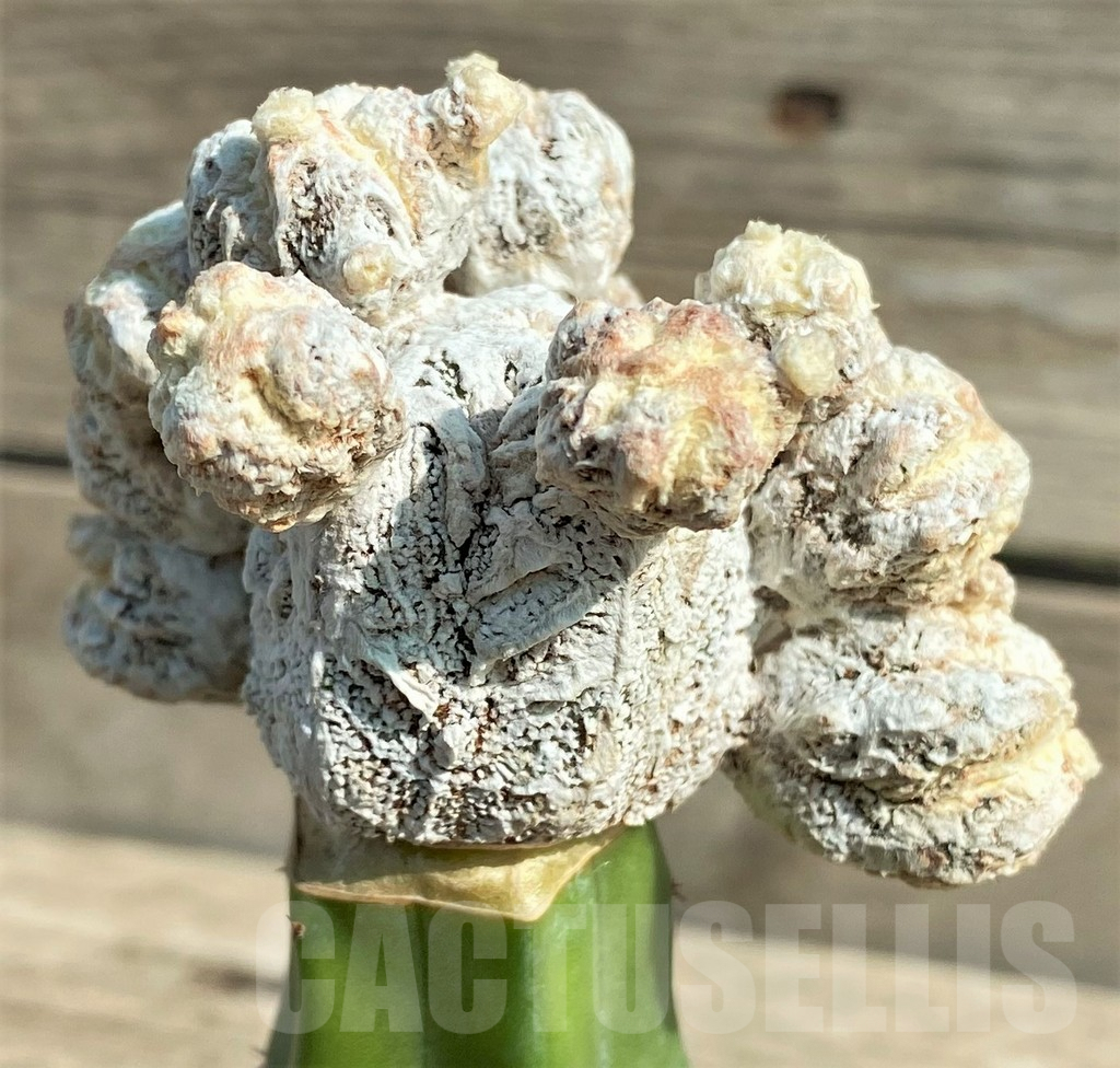 SHPR30034 Astrophytum myriostigma 'Fukuryu', grafted - Image 2