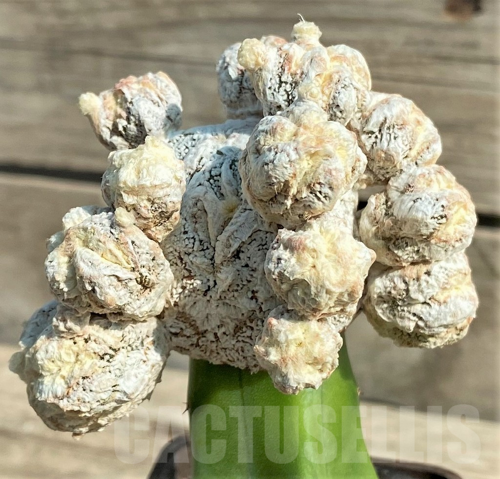 SHPR30034 Astrophytum myriostigma 'Fukuryu', grafted