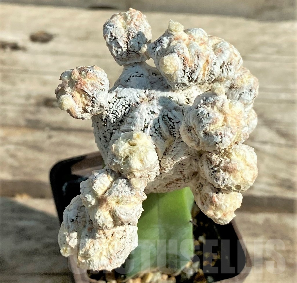 SHPR30034 Astrophytum myriostigma 'Fukuryu', grafted - Image 3