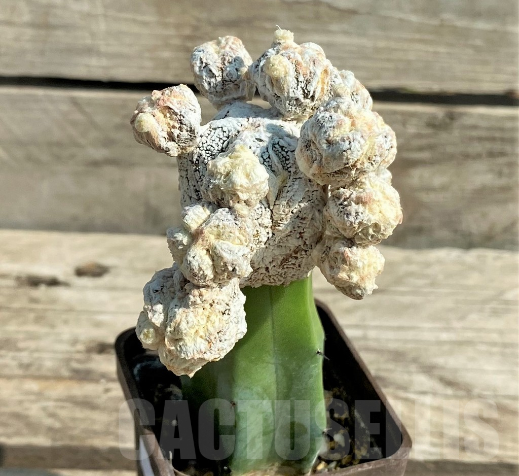 SHPR30034 Astrophytum myriostigma 'Fukuryu', grafted - Image 4