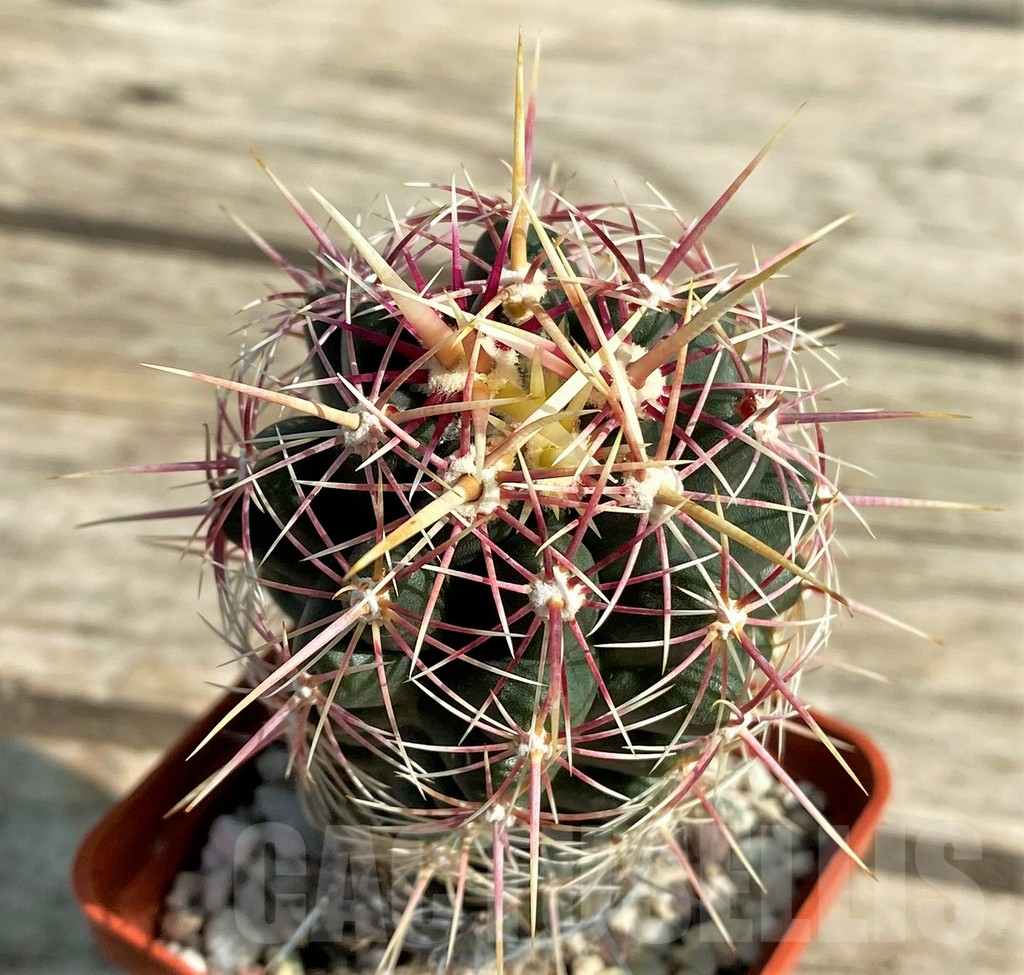 SHPR30035 Thelocactus bicolor