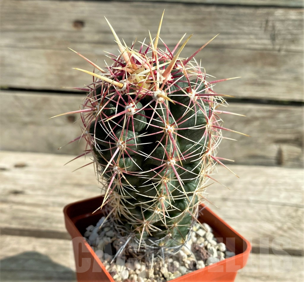SHPR30035 Thelocactus bicolor - immagine 2