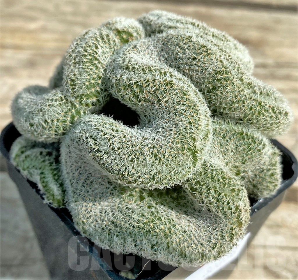 SHPR30036 Mammillaria geminispina v. nobilis f. cristata - Зображення 2