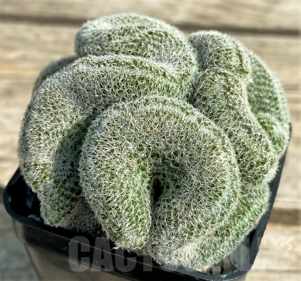 SHPR30036 Mammillaria geminispina v. nobilis f. cristata