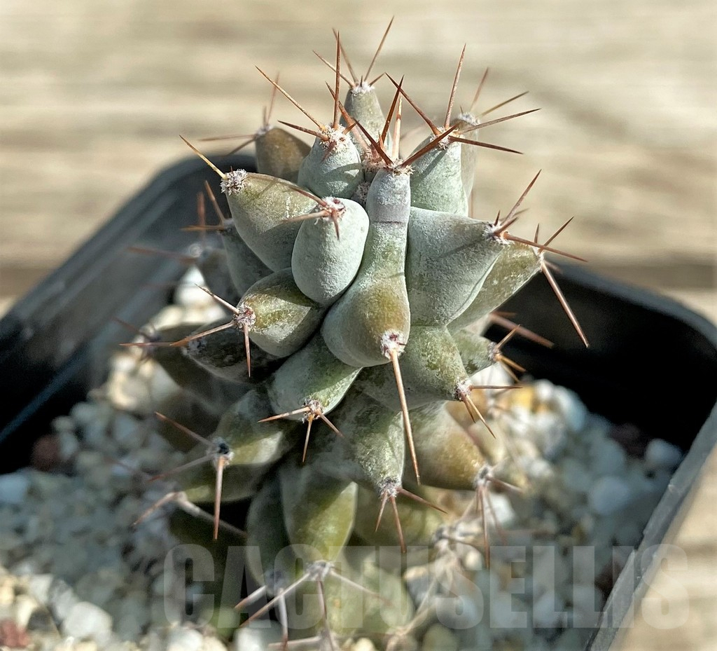 SHPR30037 Stenocereus beneckei - Image 2