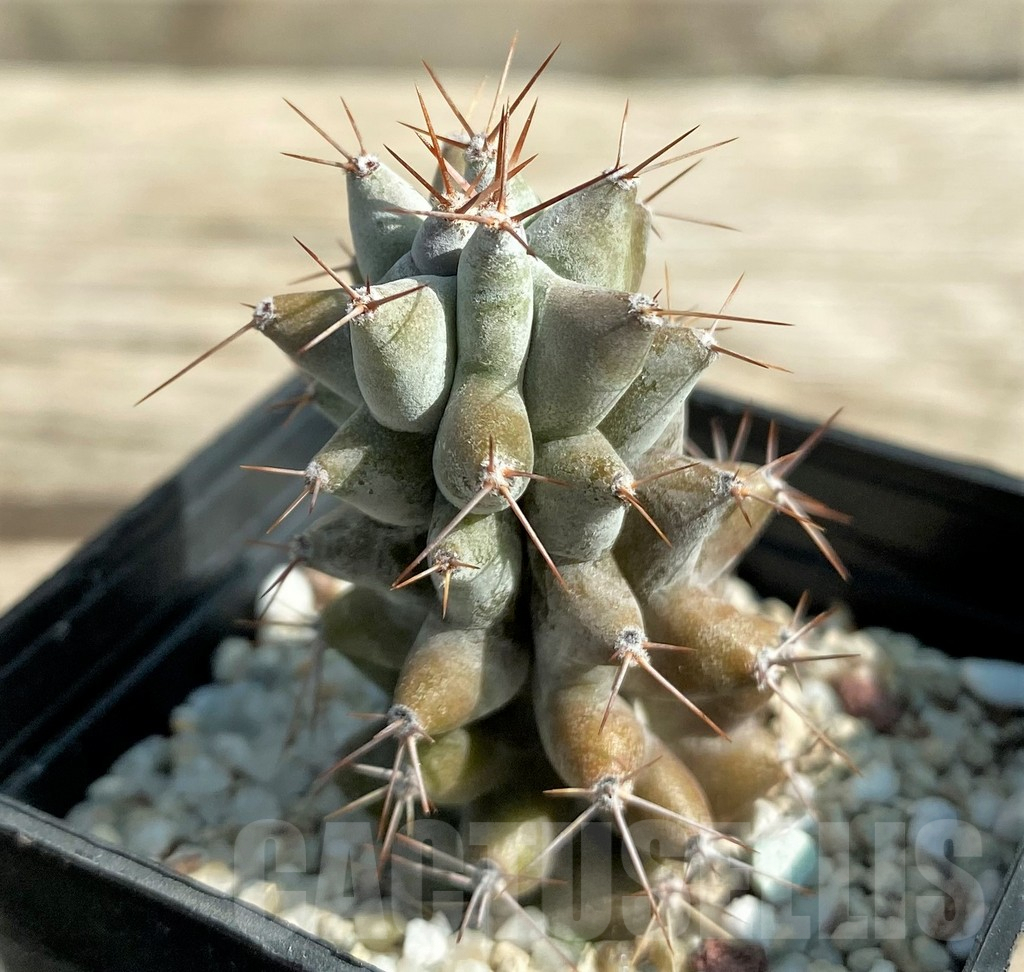 SHPR30037 Stenocereus beneckei - Image 3