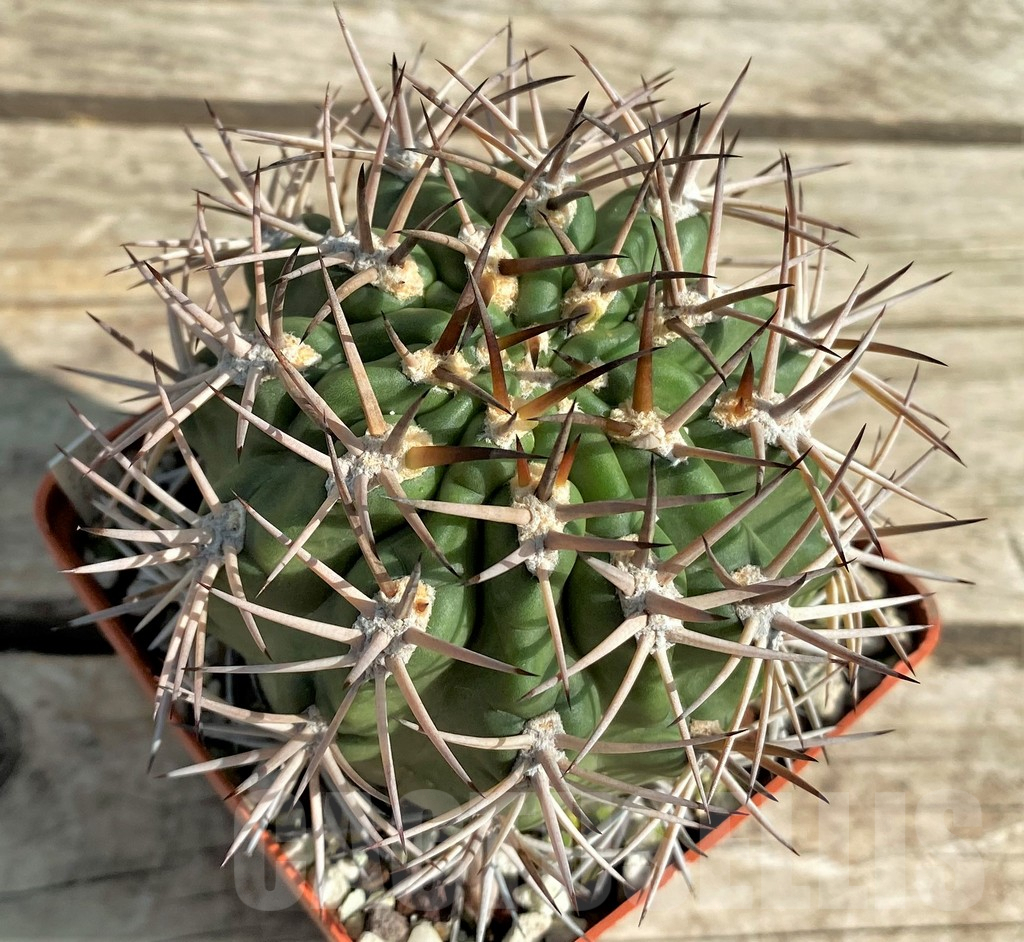 SHPR30039 Acanthocalycium ferrarii, 14 year old, ex MG 546.426 - immagine 2