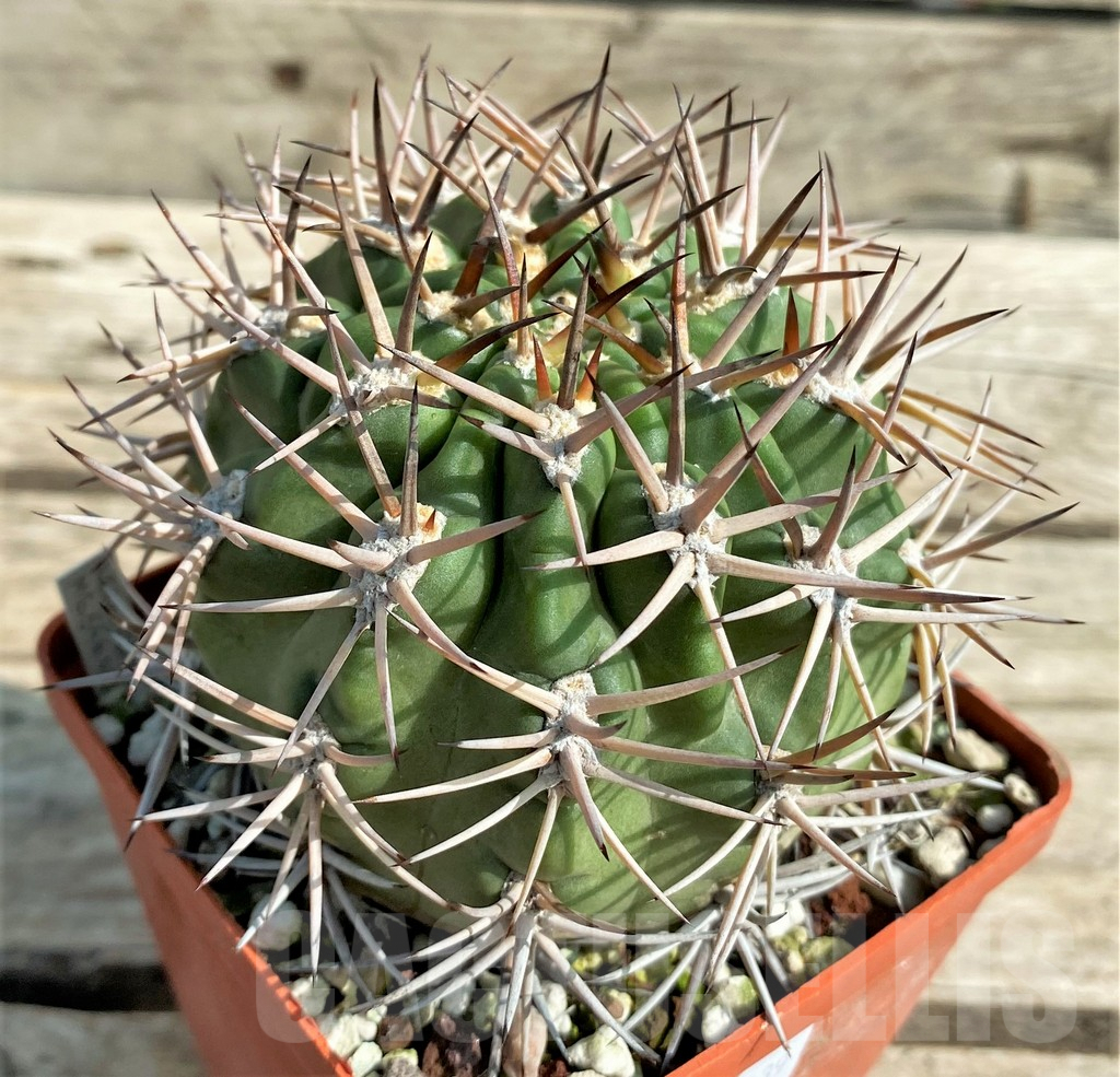 SHPR30039 Acanthocalycium ferrarii, 14 year old, ex MG 546.426