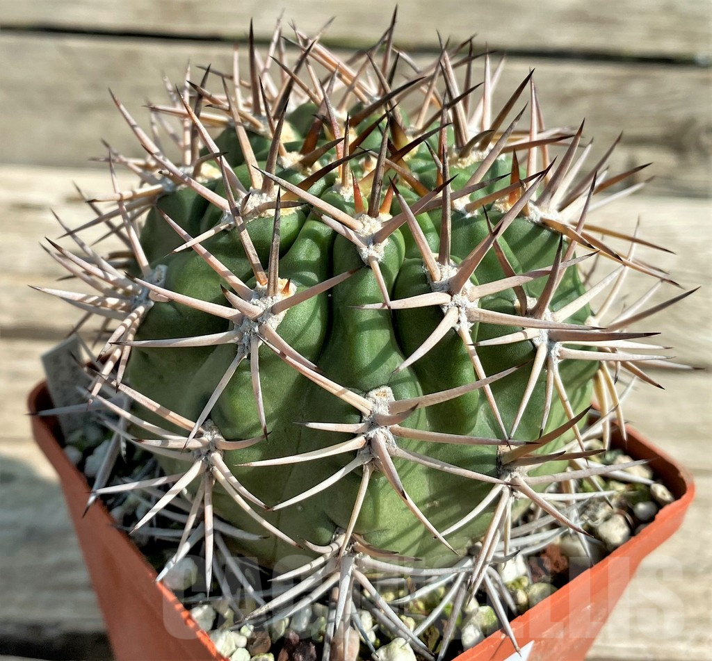 SHPR30039 Acanthocalycium ferrarii, 14 year old, ex MG 546.426 - immagine 3