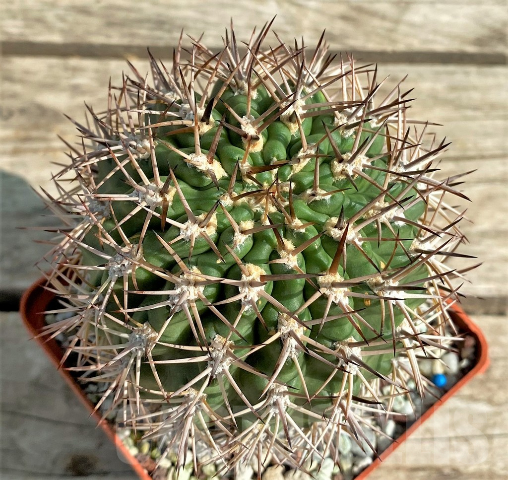 SHPR30041 Acanthocalycium ferrarii, 14 year old, ex MG 546.426