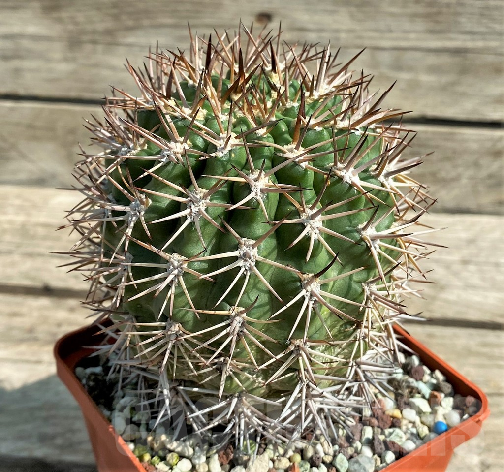 SHPR30041 Acanthocalycium ferrarii, 14 year old, ex MG 546.426 - 画像 (2)