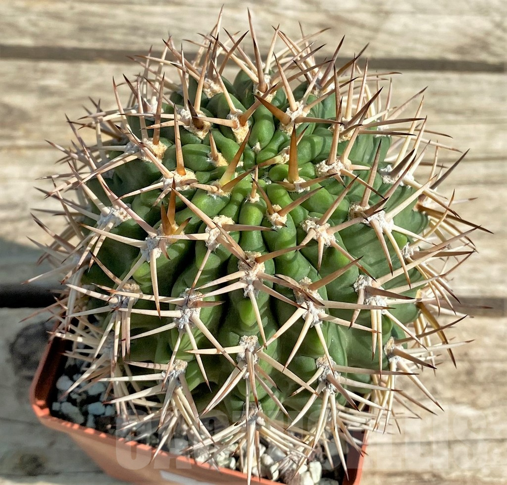 SHPR30042 Acanthocalycium ferrarii, 14 year old, ex MG 546.426