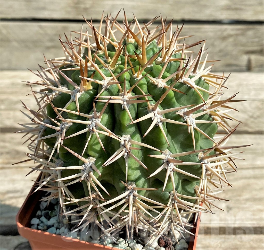 SHPR30042 Acanthocalycium ferrarii, 14 year old, ex MG 546.426 - 画像 (2)