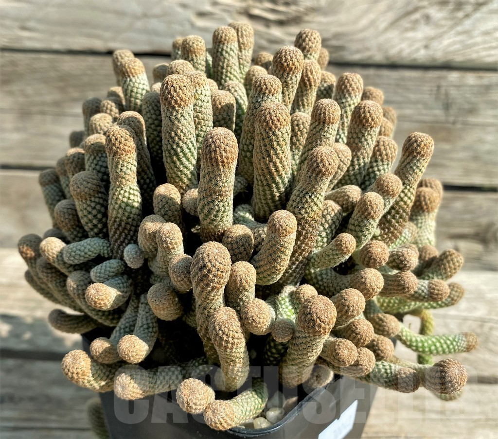 SHPR30043 Thelocephala duripulpa f. monstrosa, grafted