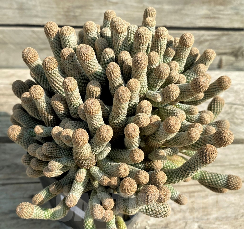 SHPR30043 Thelocephala duripulpa f. monstrosa, grafted - Image 2