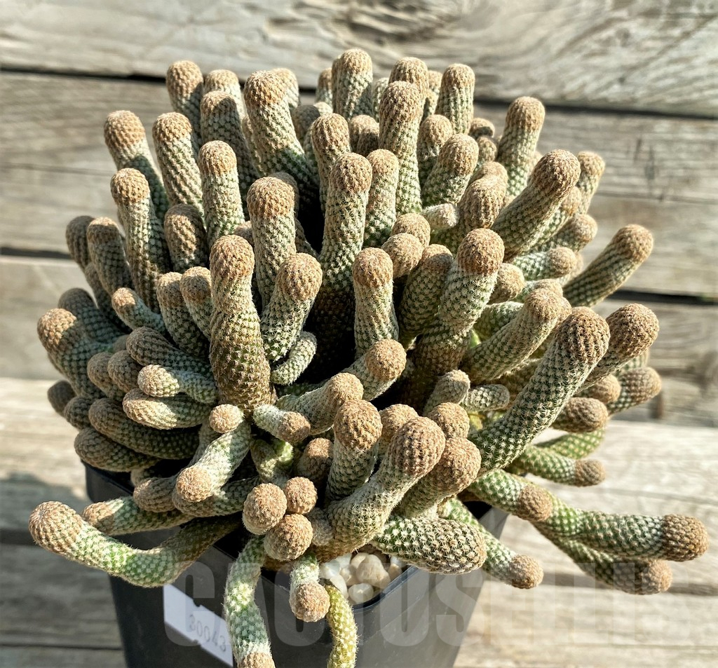 SHPR30043 Thelocephala duripulpa f. monstrosa, grafted - Image 3