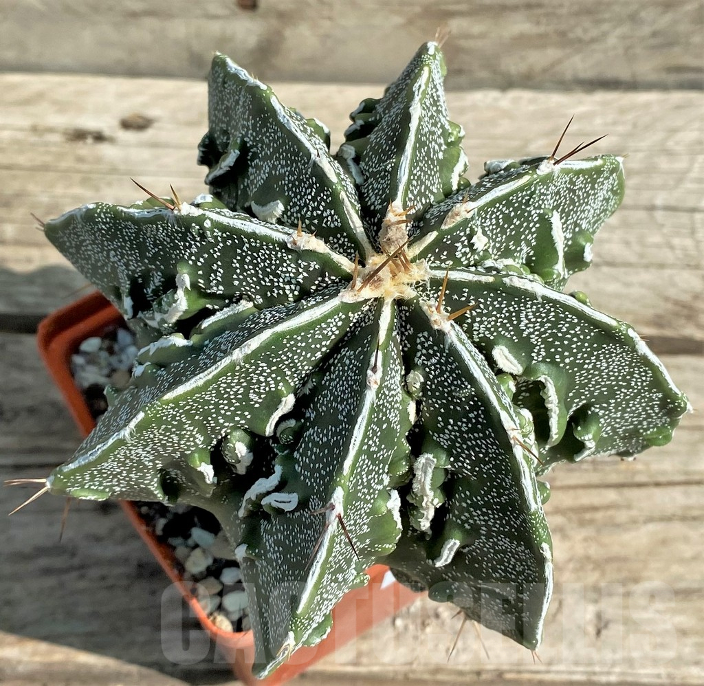 SHPR30044 Astrophytum ornatum 'Fukuryu', 15 year old - Image 2