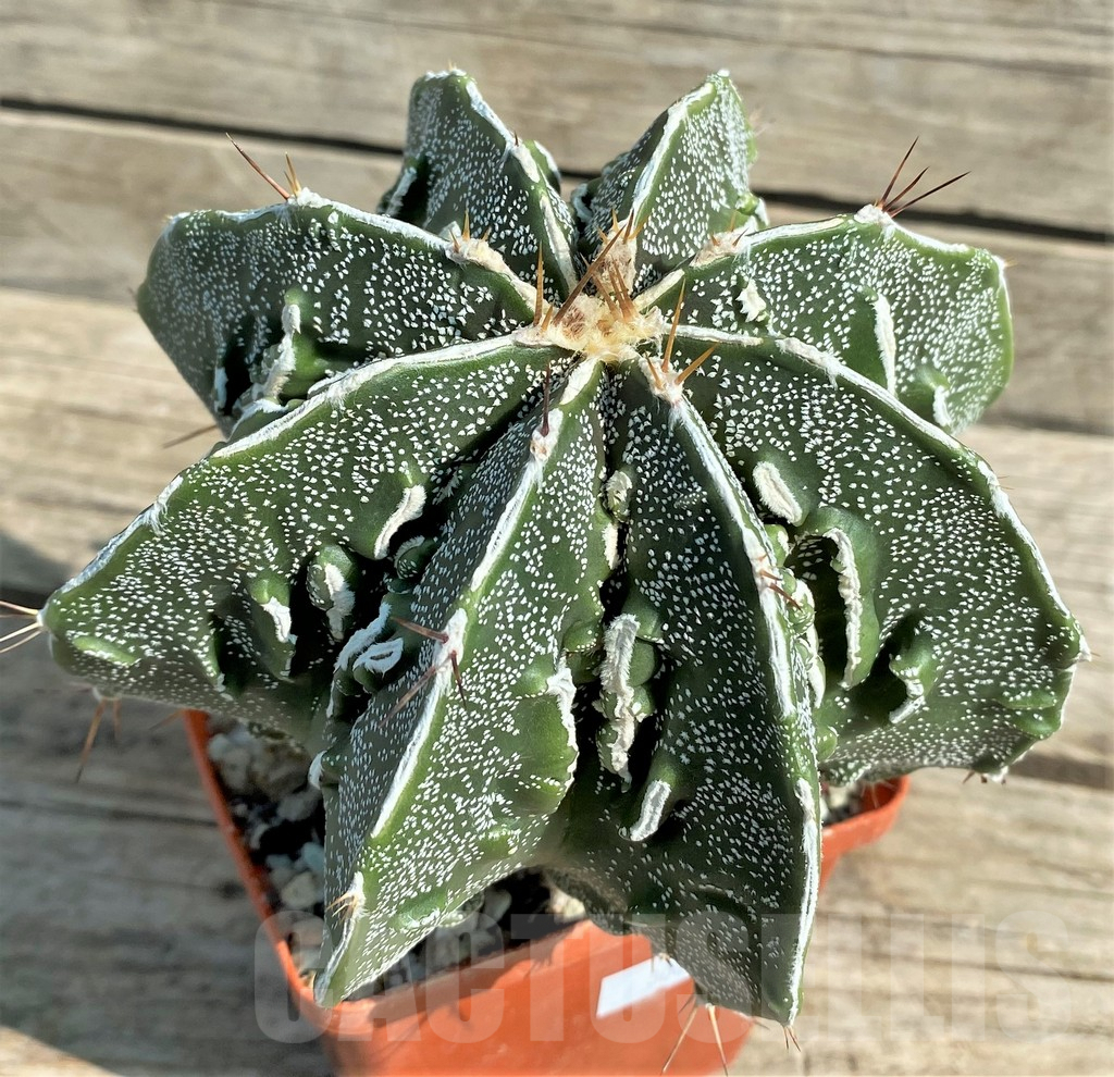 SHPR30044 Astrophytum ornatum 'Fukuryu', 15 year old