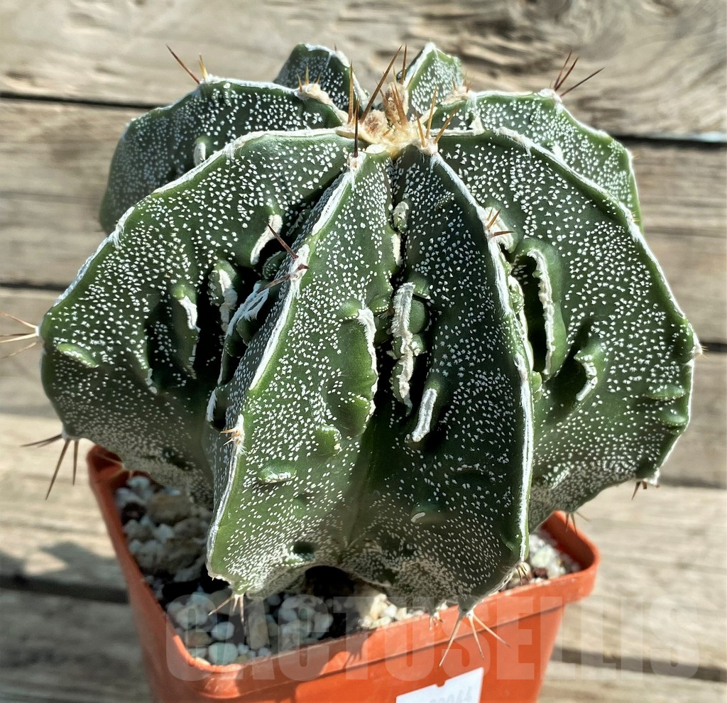 SHPR30044 Astrophytum ornatum 'Fukuryu', 15 year old - Image 3