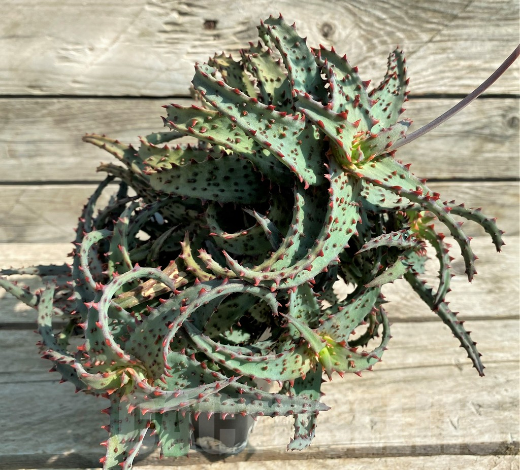 SHPR30045 Aloe TCT hybrid, 7 head - Image 3