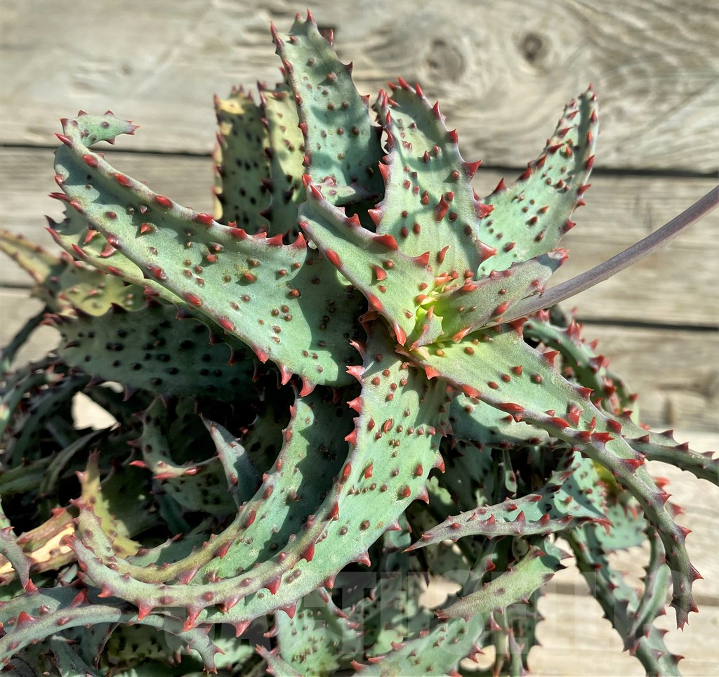 SHPR30045 Aloe TCT hybrid, 7 head