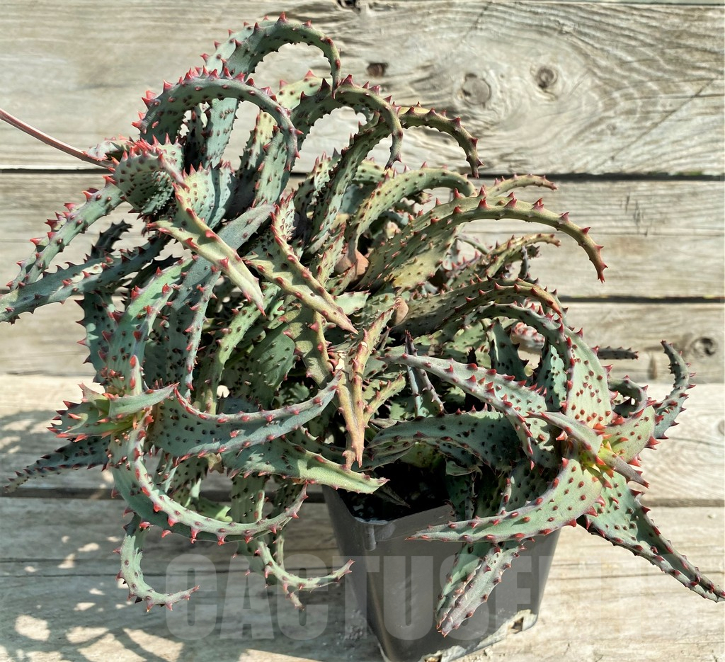 SHPR30045 Aloe TCT hybrid, 7 head - Image 4