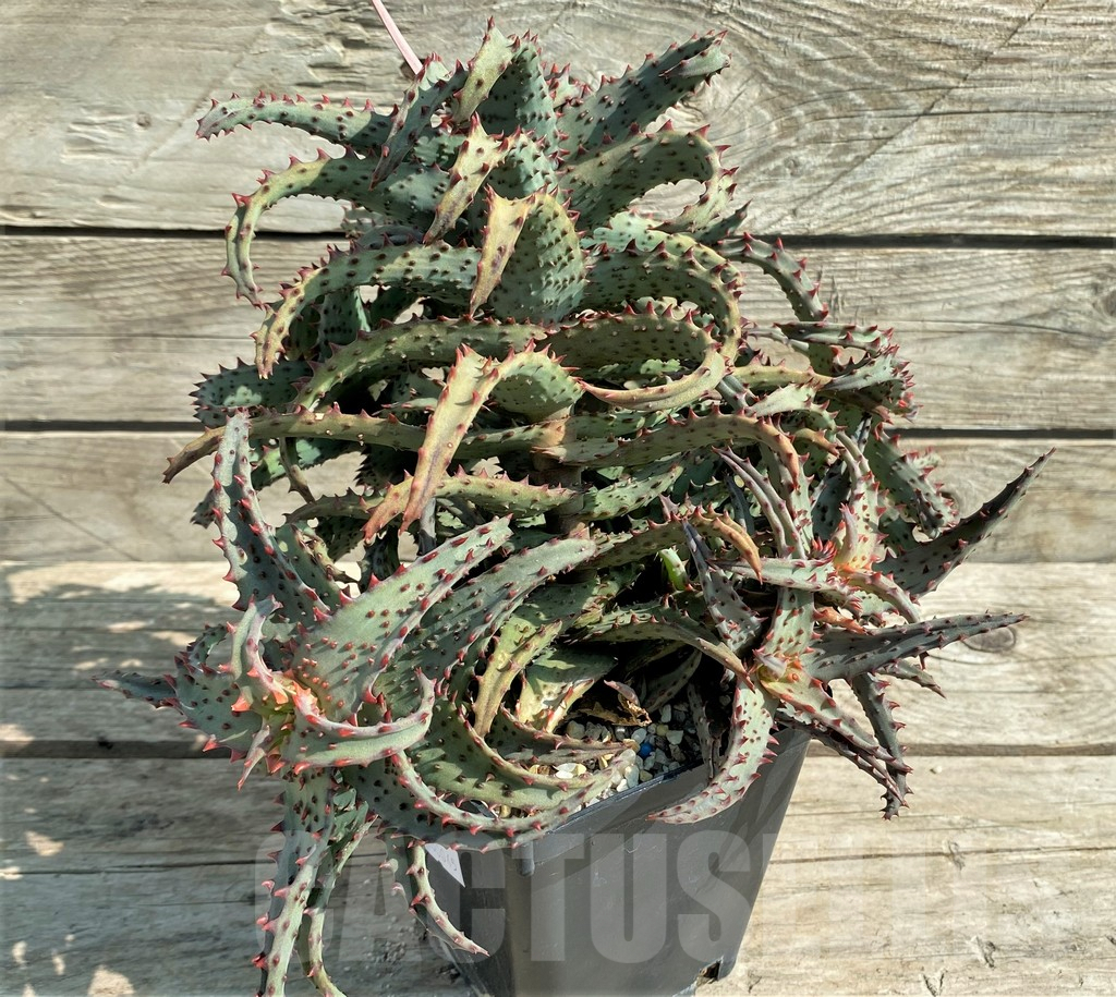 SHPR30045 Aloe TCT hybrid, 7 head - Image 5