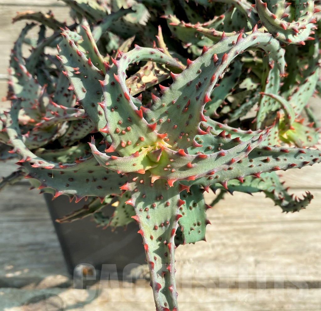 SHPR30045 Aloe TCT hybrid, 7 head - Image 6