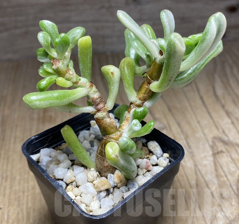 SHPR30049 Crassula hobbit f. variegata - Image 2