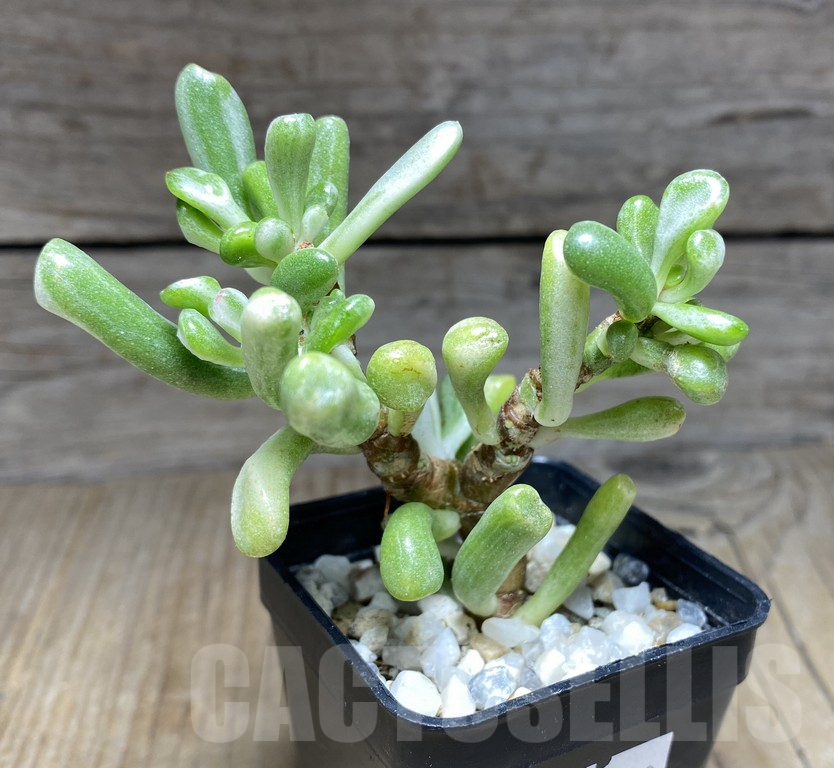 SHPR30049 Crassula hobbit f. variegata