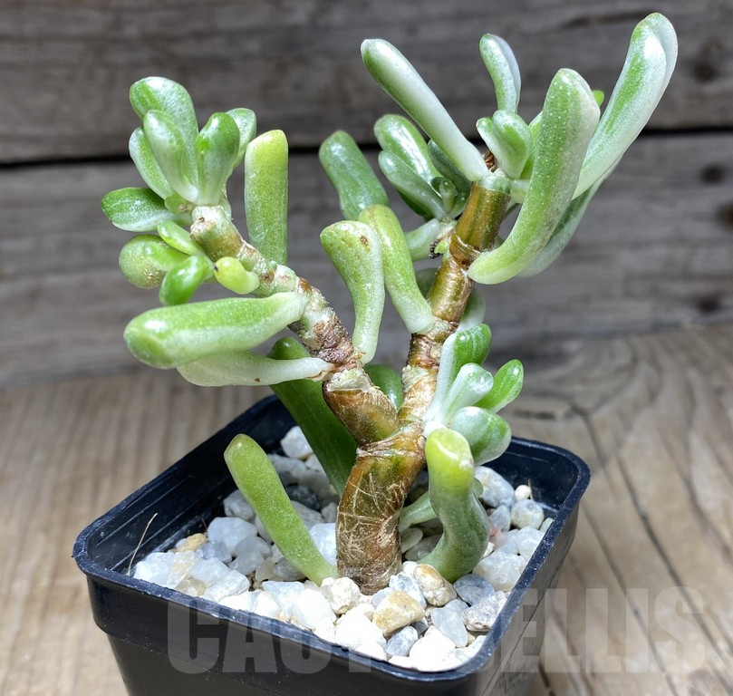 SHPR30049 Crassula hobbit f. variegata - Image 3