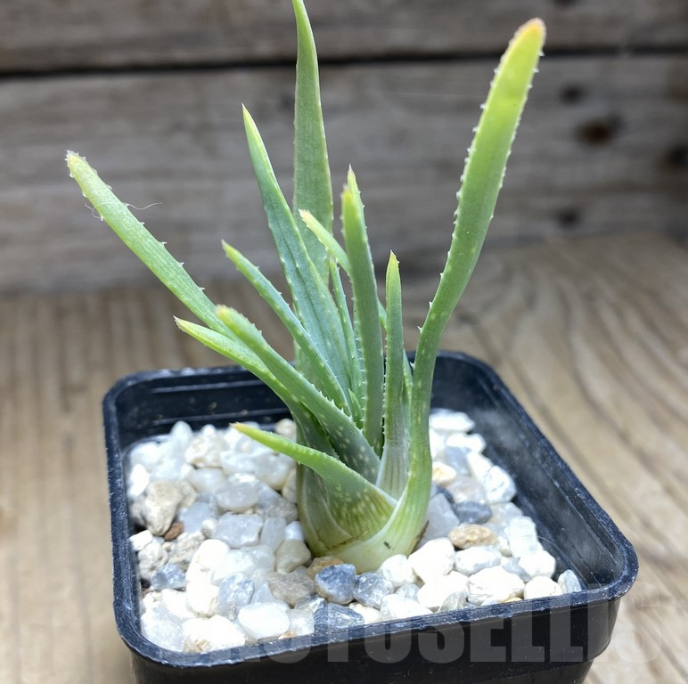 SHPR30050 Aloe bowiea
