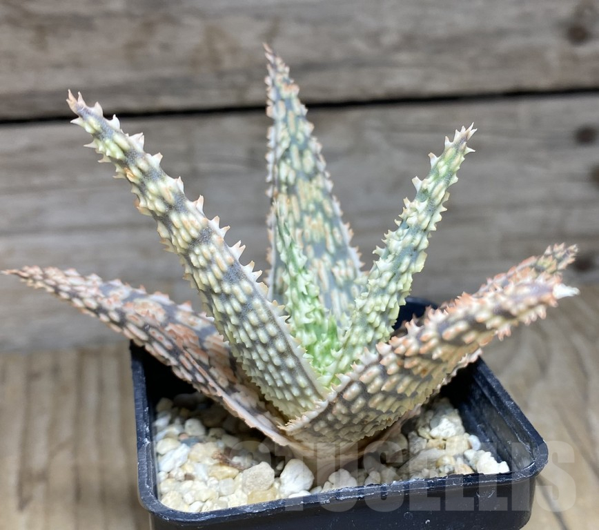 SHPR30053 Aloe hybrid - immagine 2