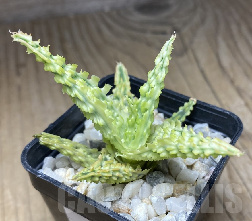 SHPR30058 Aloe hybrid TCT