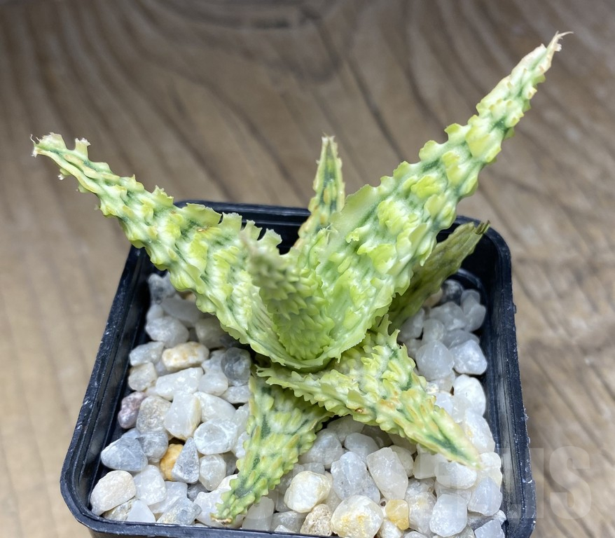 SHPR30058 Aloe hybrid TCT - immagine 2