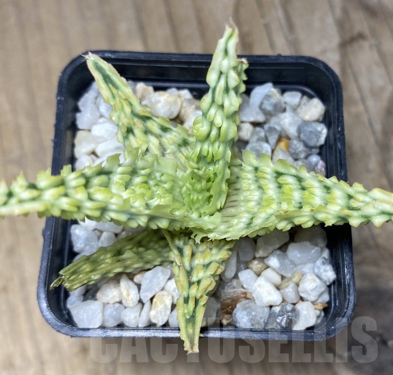 SHPR30058 Aloe hybrid TCT - immagine 3