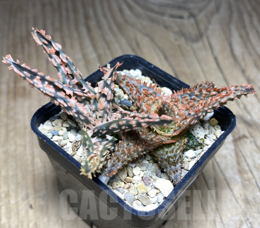 SHPR30065 Aloe hybrid 2 plants - Imagen 2