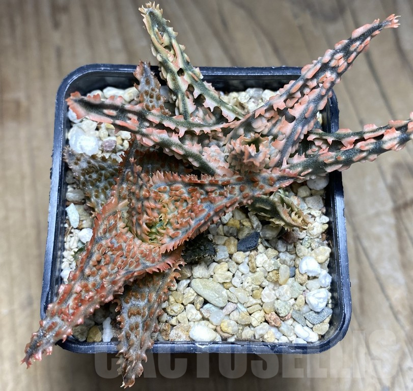 SHPR30065 Aloe hybrid 2 plants