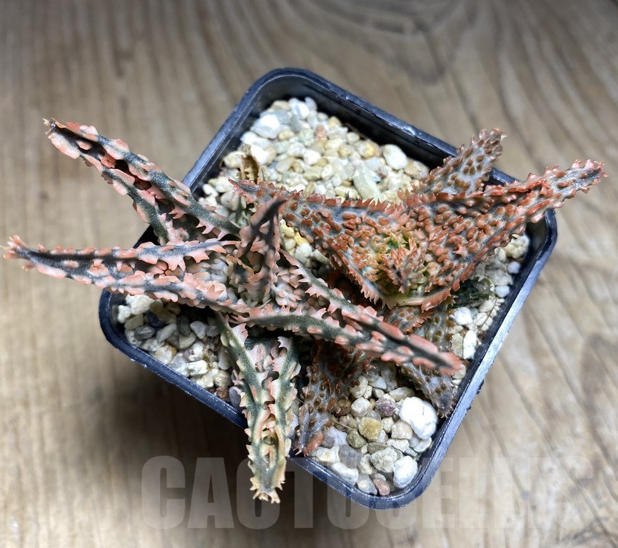 SHPR30065 Aloe hybrid 2 plants - Imagen 3